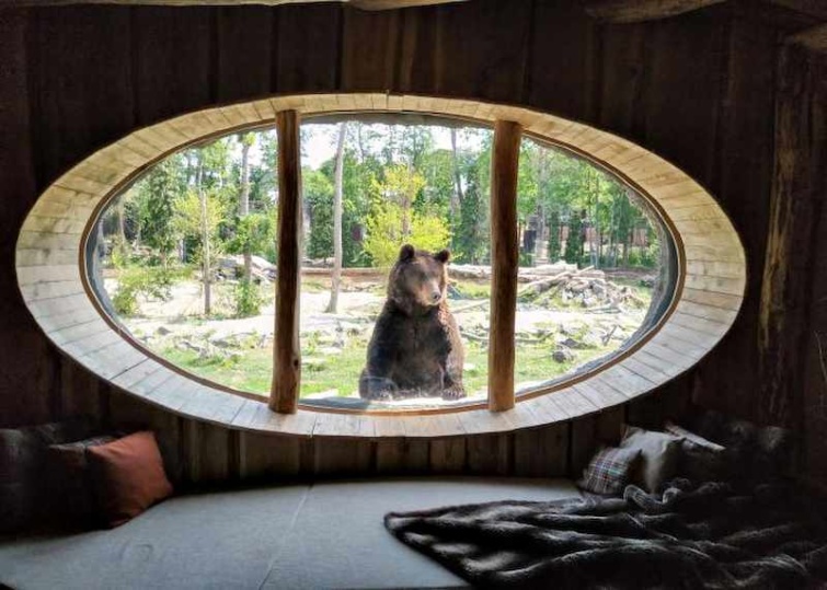 Medve a Pairi Daiza állatkert hoteljének ablaka előtt
