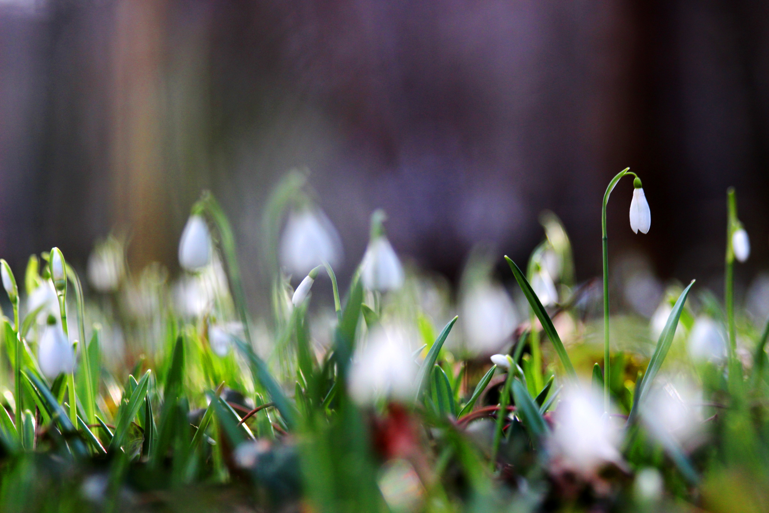 Virágzik a hóvirág az Alcsúti Arborétumban