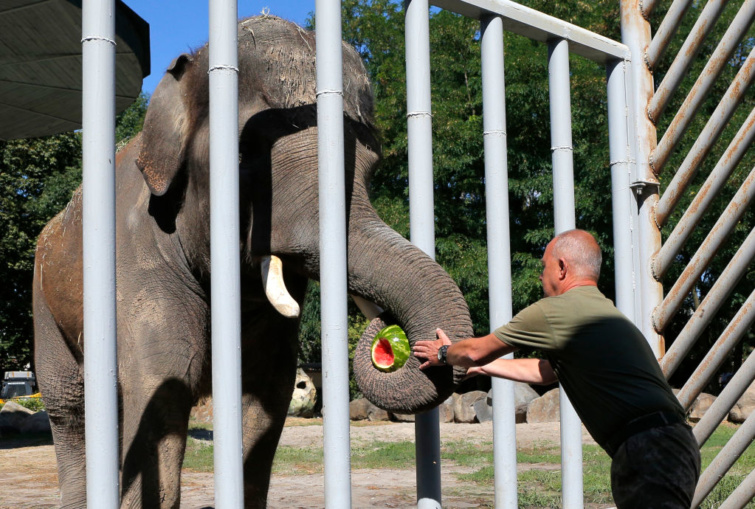 Khorast, az elefántot etetik a kijevi állatkertben