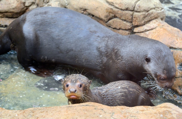 oriasvidra kölykök állatkertben