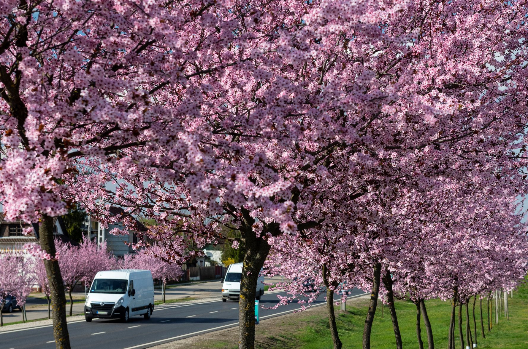 Virágzó cseresznyeszilvafák,