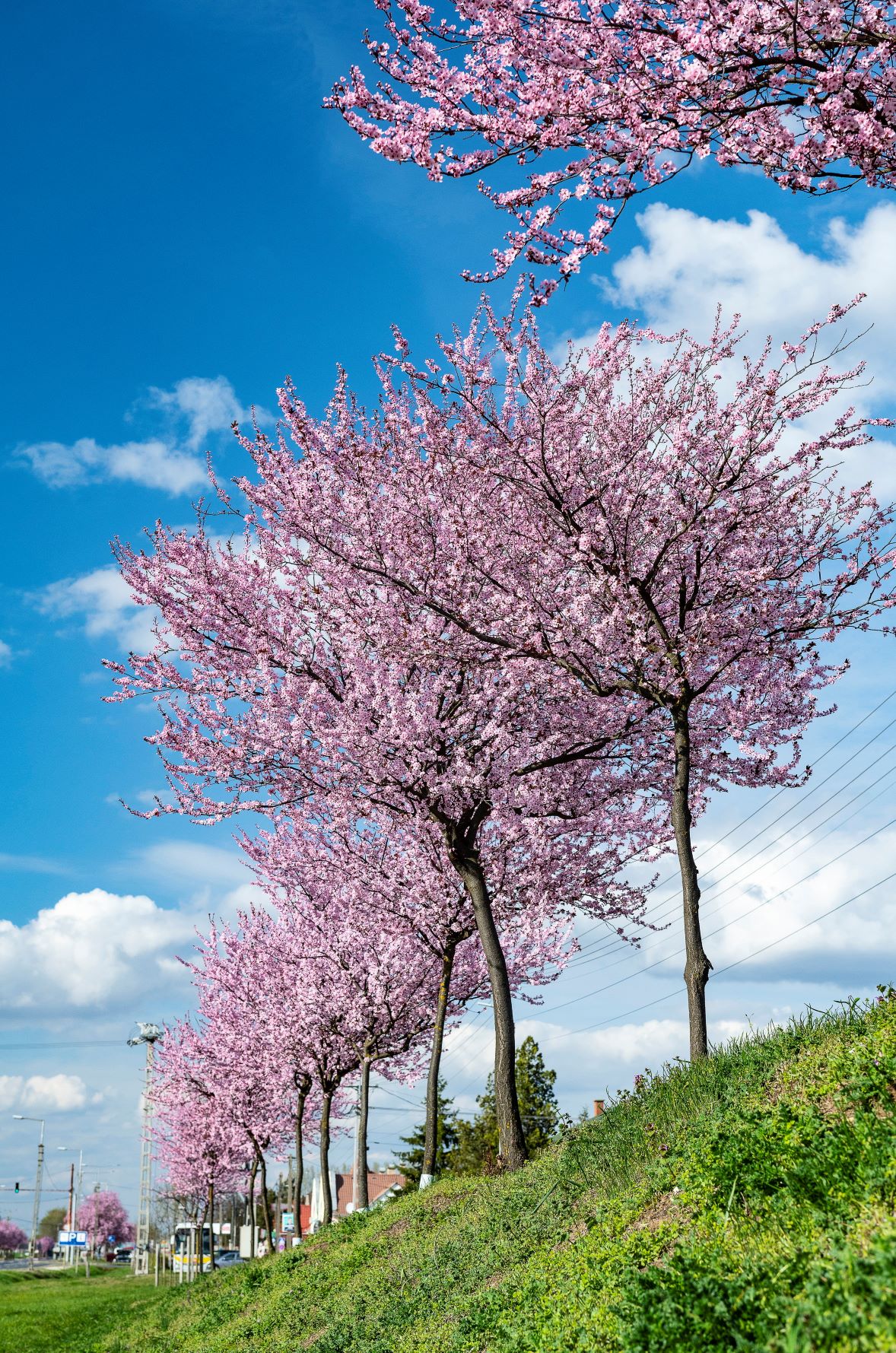Virágzó cseresznyeszilvafák,