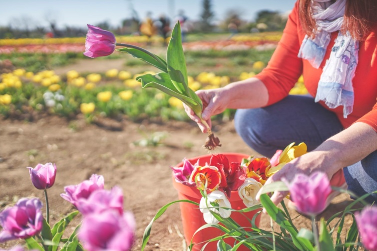 Megnyílt a tulipános kert Mórahalomnál