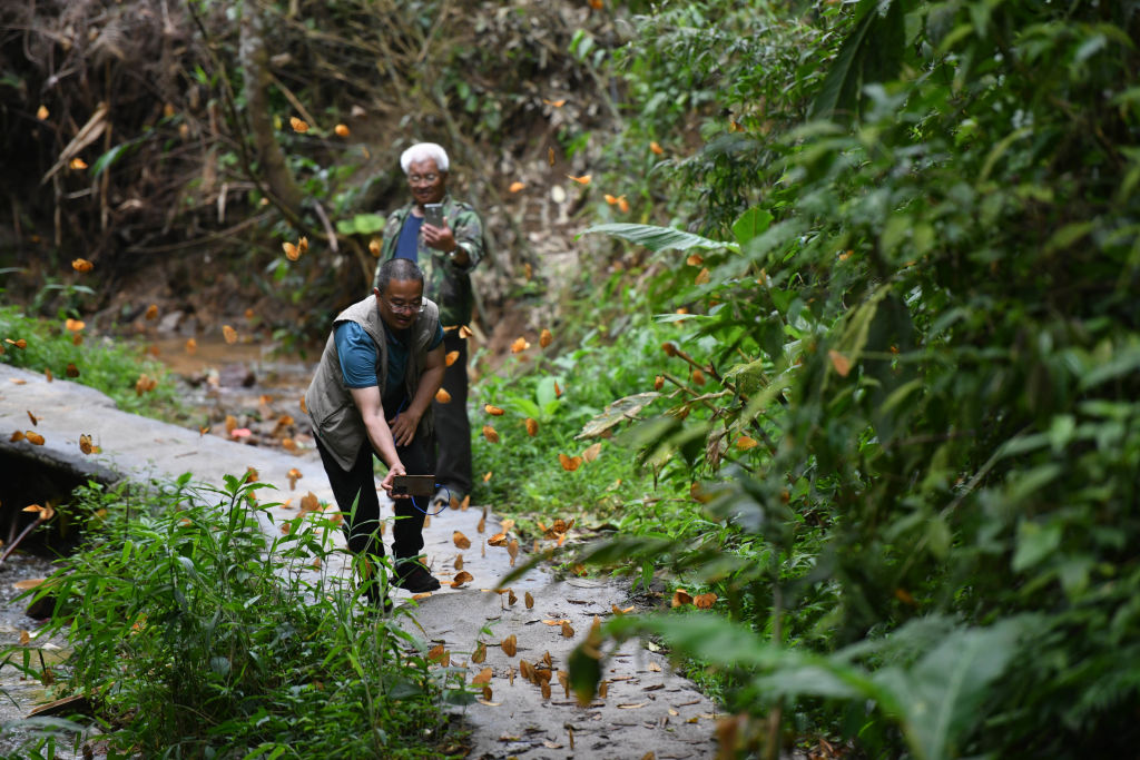 Bárki sétálhat a pillangók között