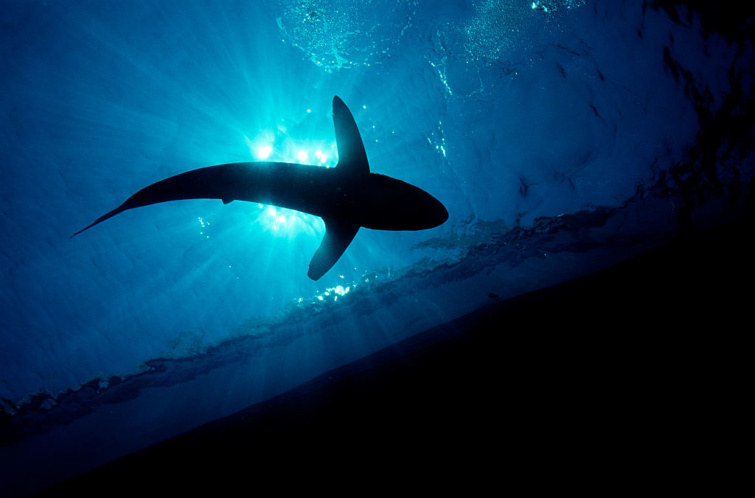 Selyemcápa sziluettje a Vörös-tengeren - cápatámadás történt Egyiptomban