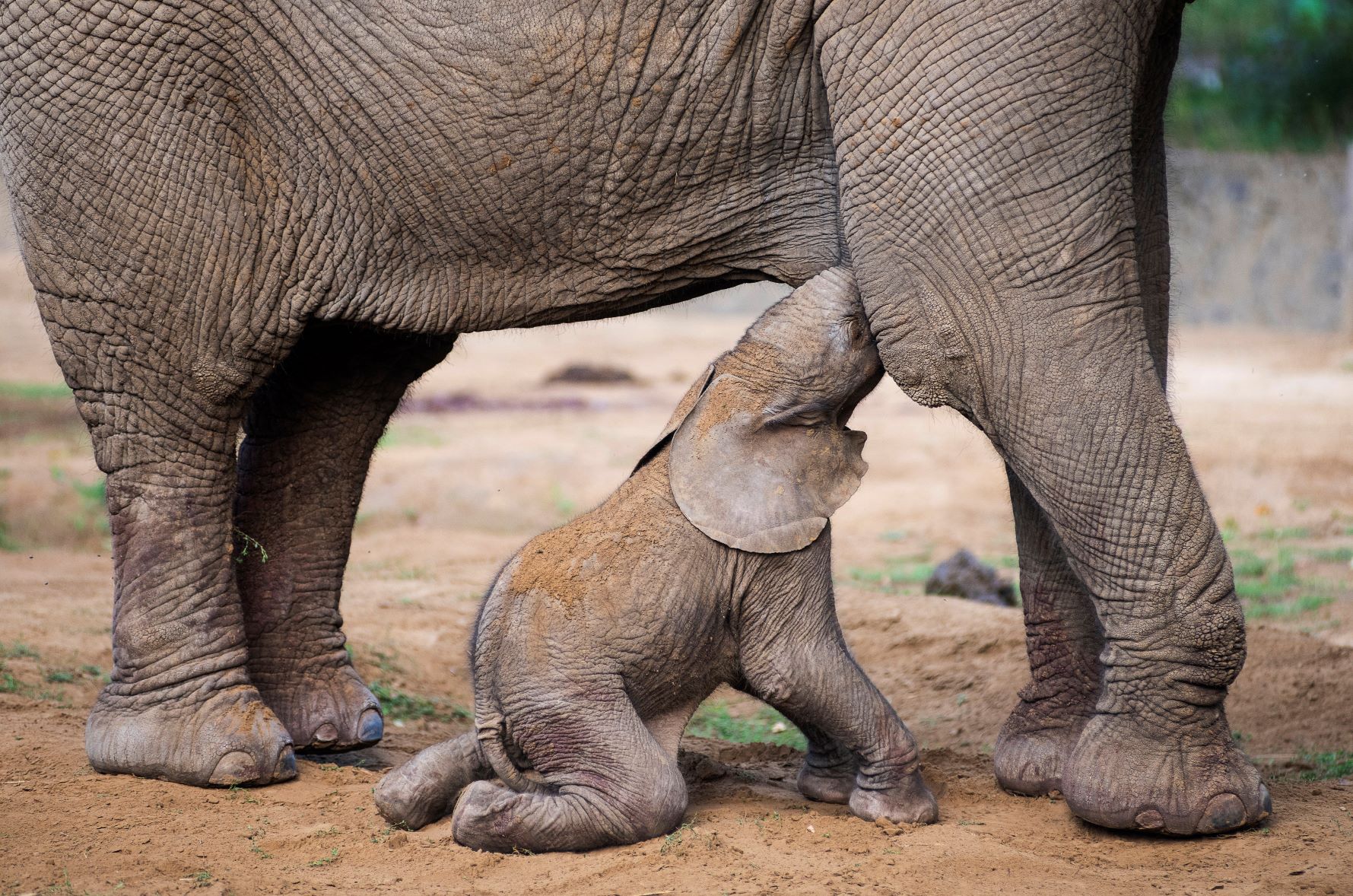 Afrikai elefánt született a Nyíregyházi Állatparkban