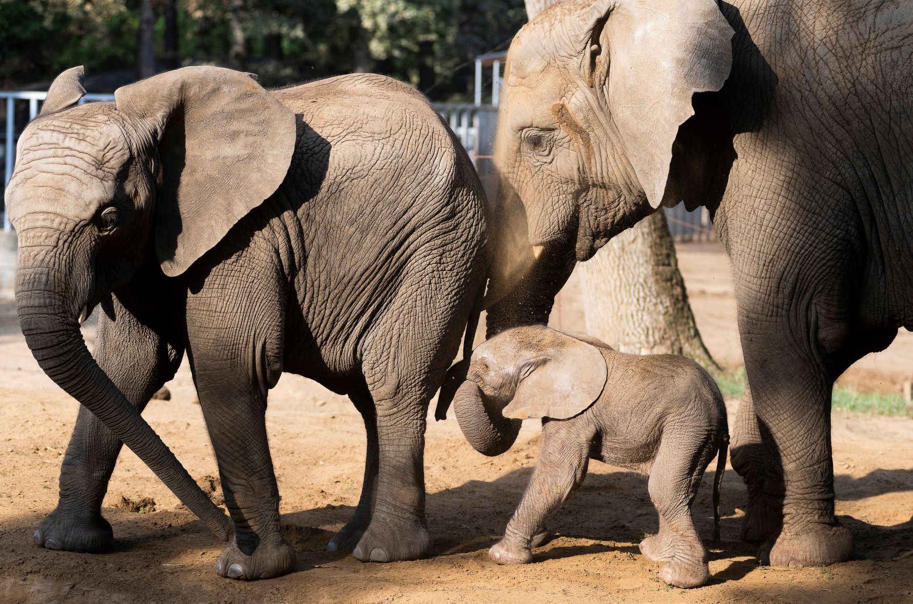 Afrikai elefánt született a Nyíregyházi Állatparkban