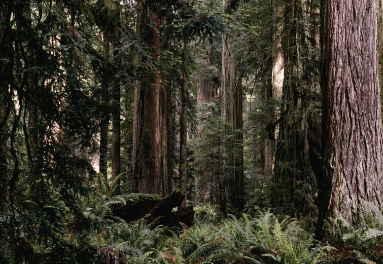 Tengerparti mamutfenyők kaliforniában - tilos a látogatás a Hyperionnál