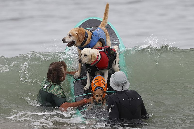 Szörfös kutyák világbajnoksága