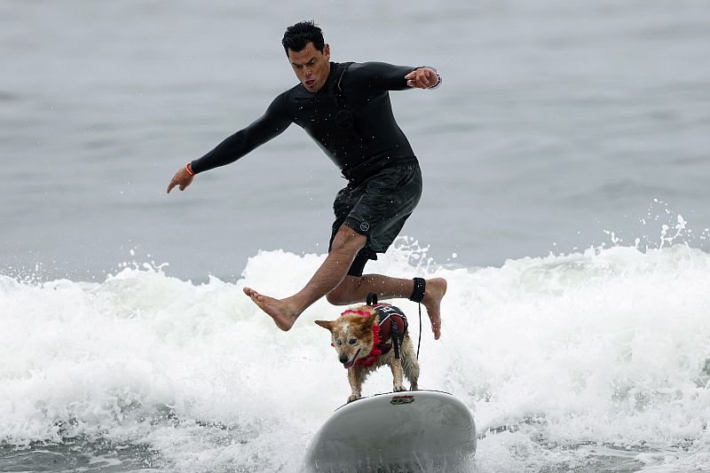 Indulók a szörfös kutyák világbajnokságán