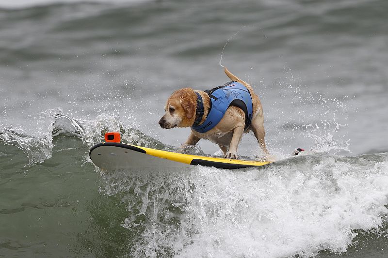 Kutyus szörfözik Kaliforniában