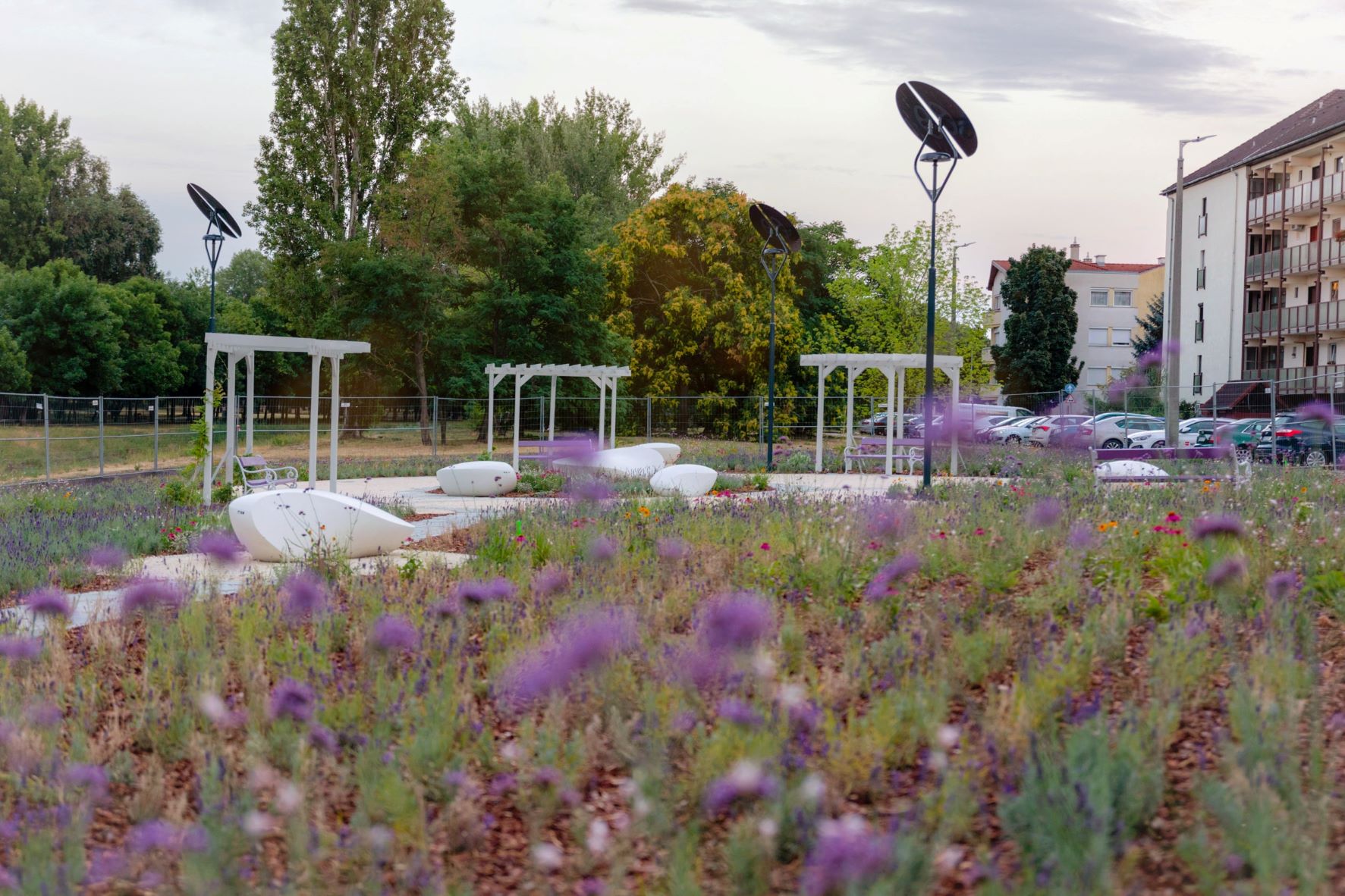 Megnyílt Budapest első levendulaparkja