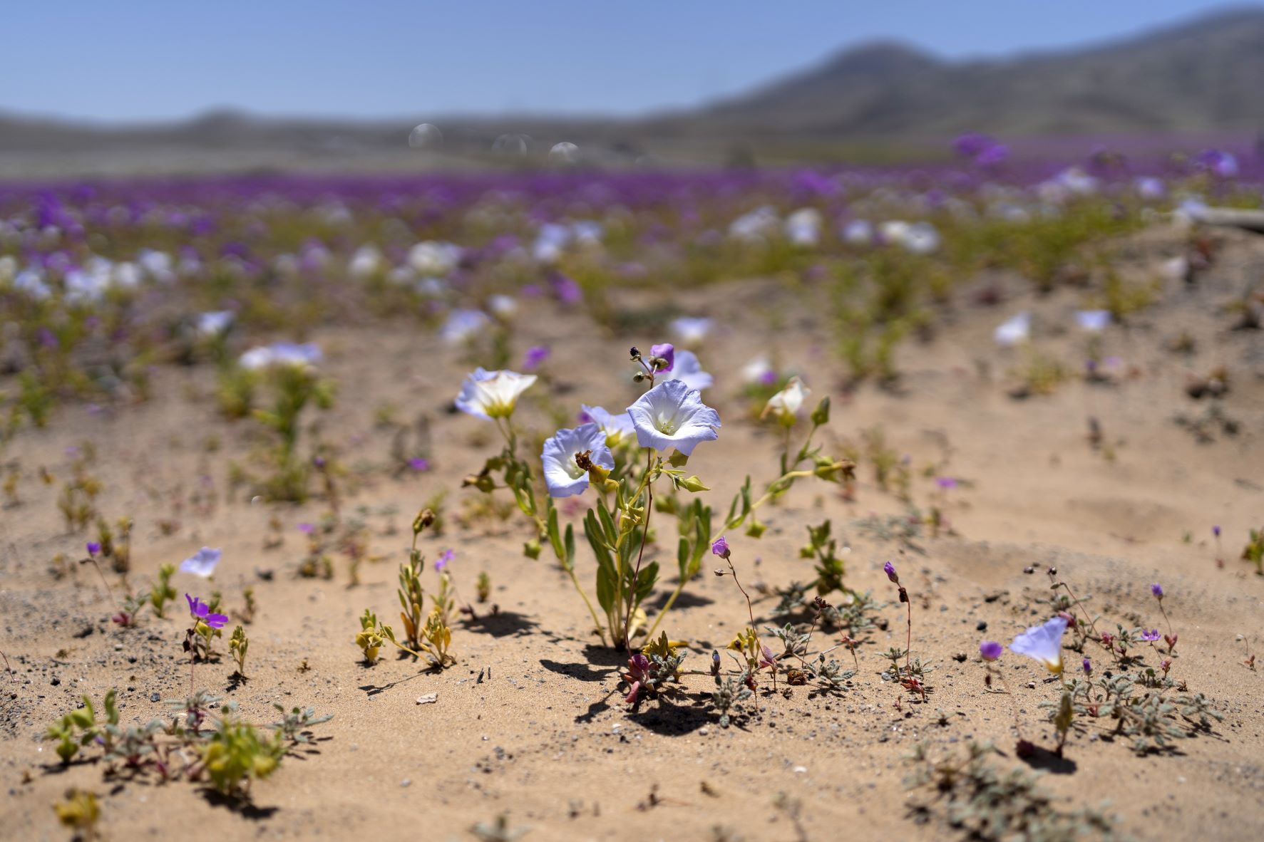 Virágzó sivatag Chilében