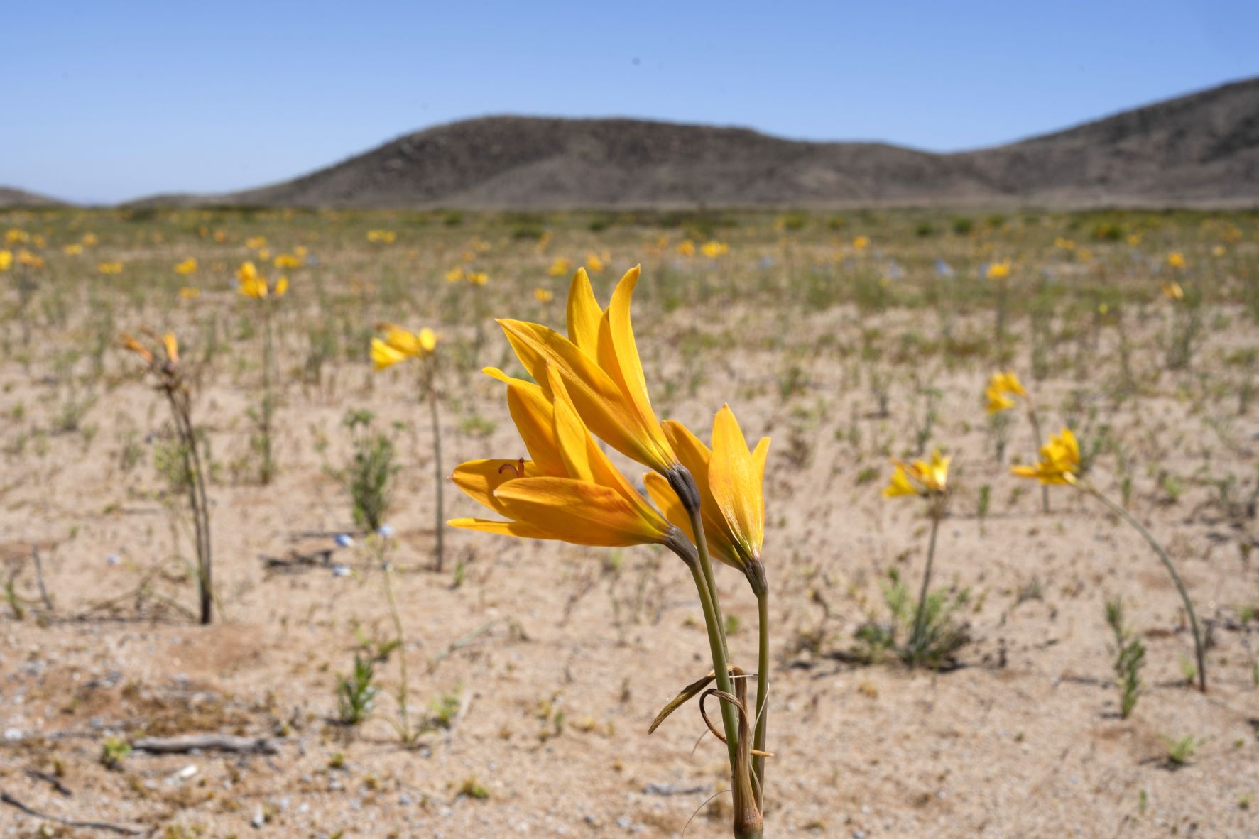 Virágzó sivatag Chilében