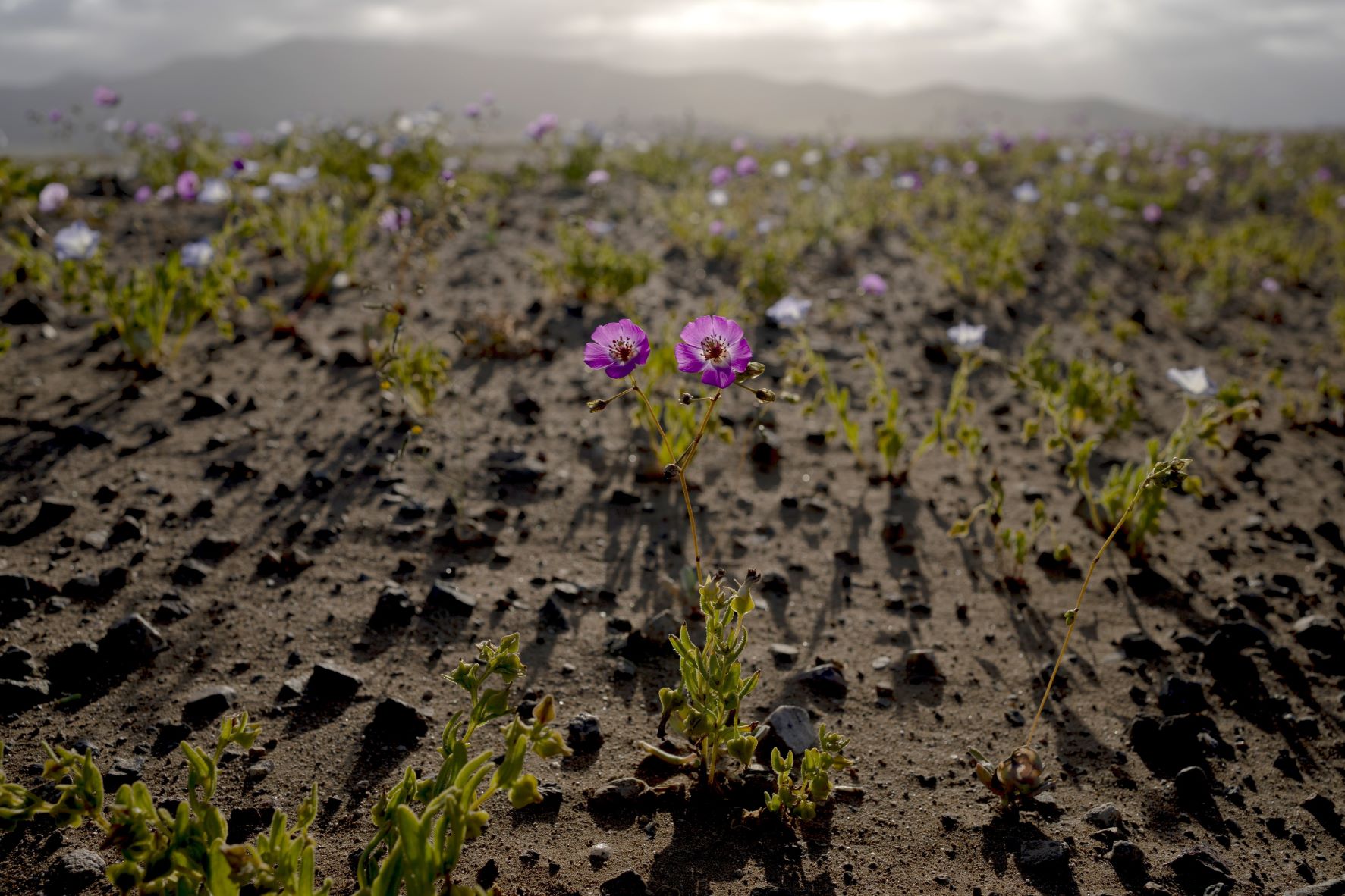 Virágzó sivatag Chilében