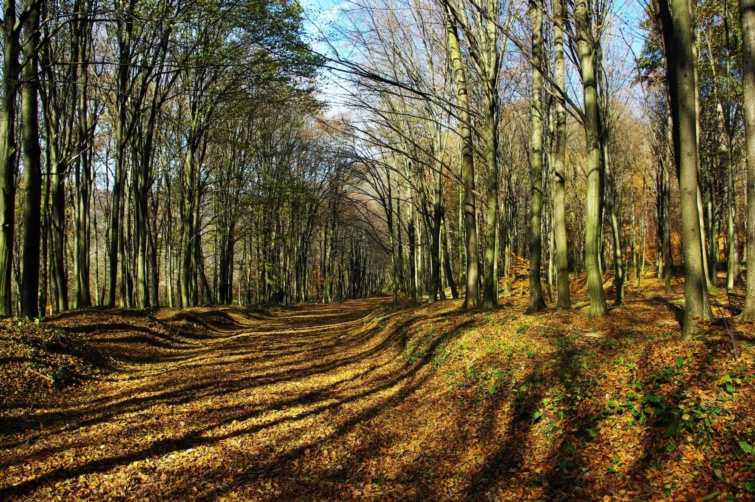 erdo_osszel - Startlap Utazás Őszi erdő