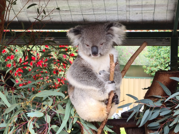 Egy koala egy ausztráliai állatkertben