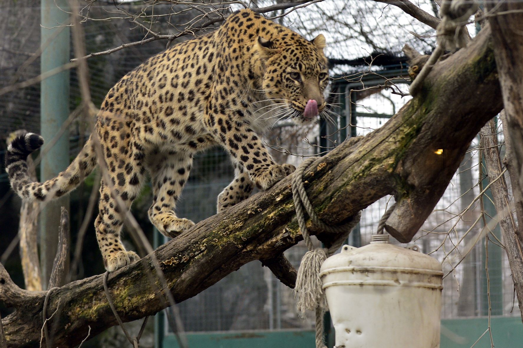 Perzsa leopárd a Fővárosi Állat- és Növénykert megújult kifutójában