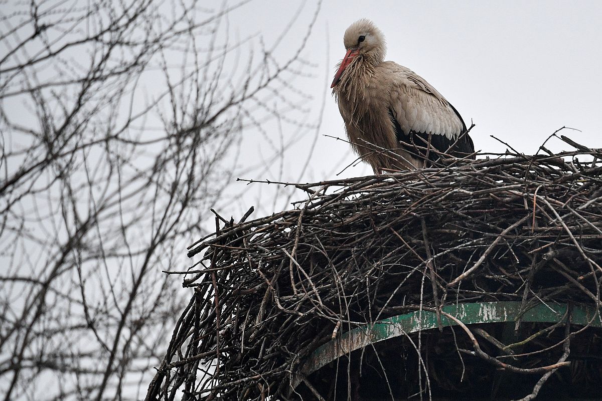 Itthon maradt fehér gólya (Ciconia ciconia) egy villanyoszlopon lévő fészkében Újfehértón 2023. január 3-án.