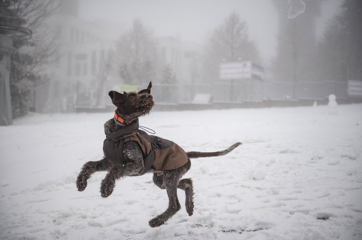 Egy kutya ugrál a hóban a Kékestetőn
