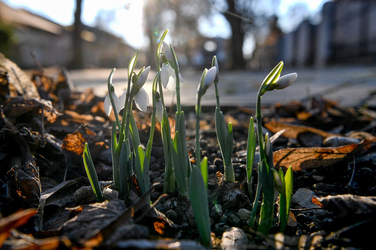 Hóvirág nyílik az évszakhoz képest enyhébb, tavaszias időben Debrecenben 2023. január 4-én.