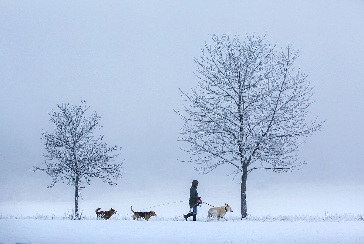 Kutyákat sétáltató nő a havas tájban.