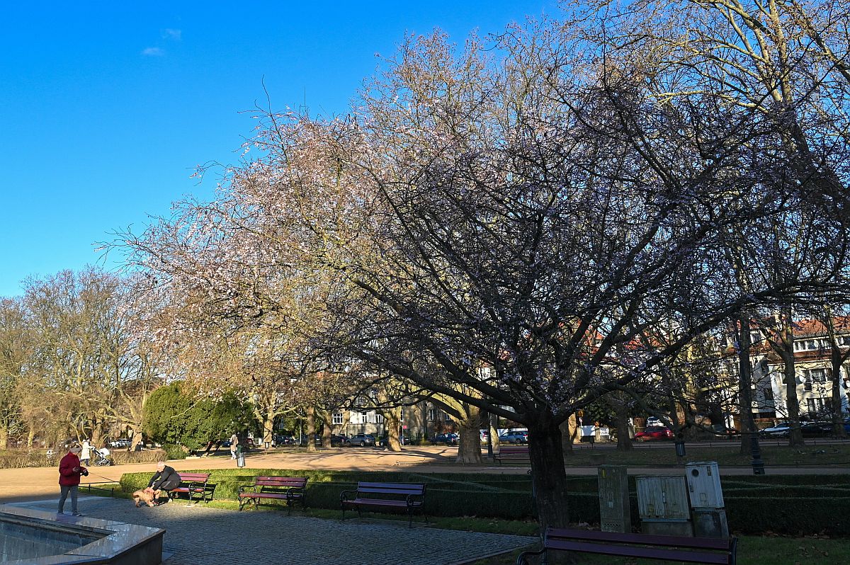 A tavaszt idéző időjárás miatt virágzanak a cseresznyefák az északnyugat-lengyelországi Szczecin egyik parkjában 2023. január 3-án.