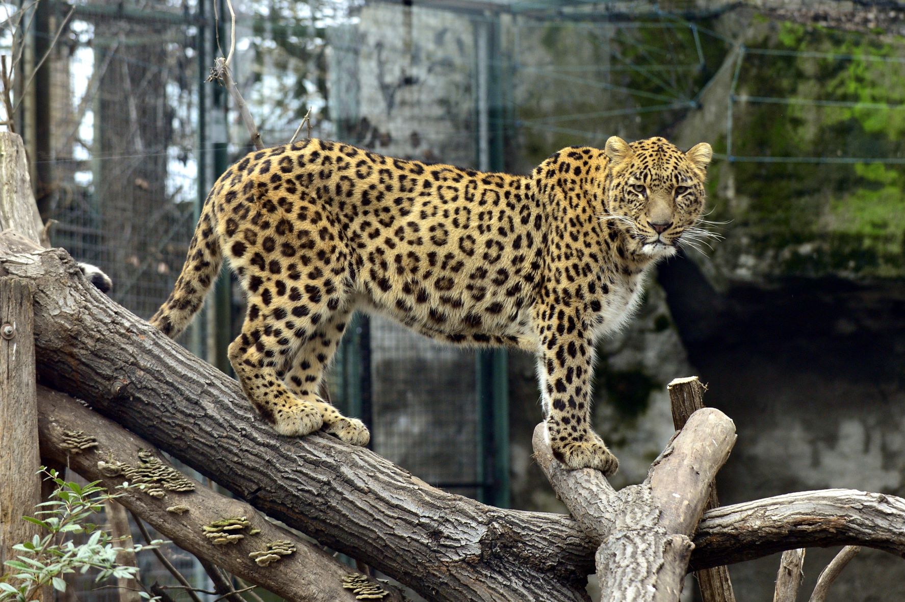Perzsa leopárd a Fővárosi Állat- és Növénykert megújult kifutójában