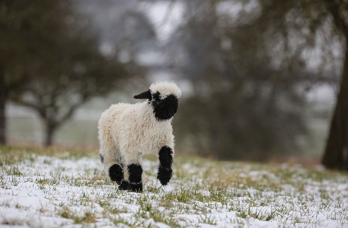 szokello-juh-langeneslingen-01 - Startlap Utazás