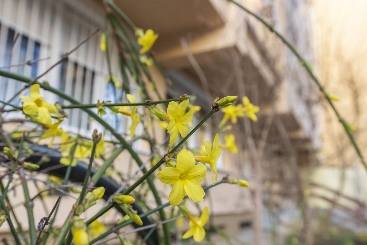 Virágzik a téli jázmin Nagykanizsa belvárosában 2023. január 4-én.