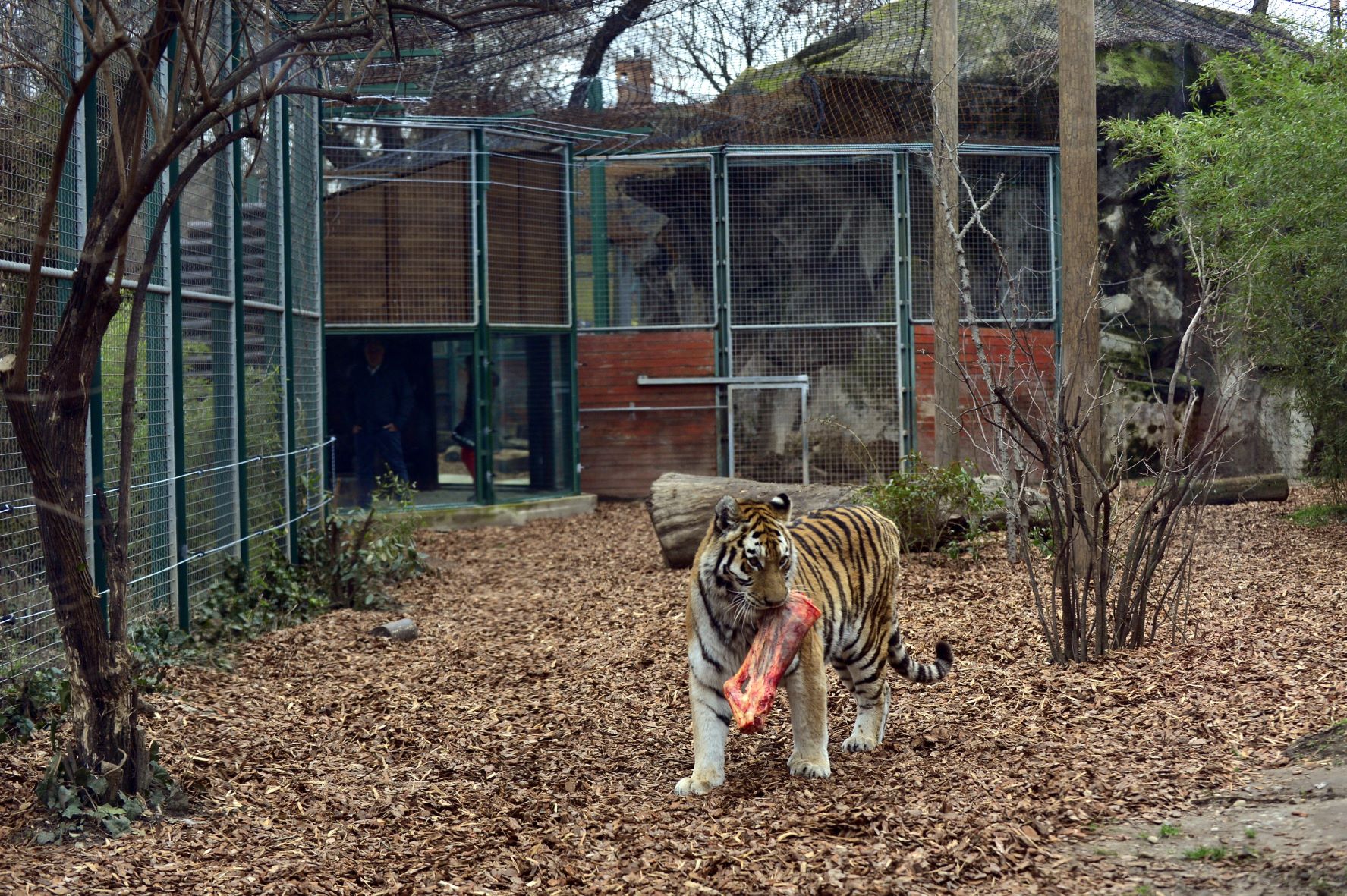 Szibériai tigris a Fővárosi Állat- és Növénykert megújult kifutójában