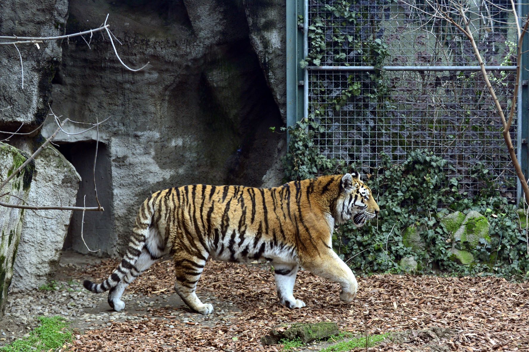 Szibériai tigris a Fővárosi Állat- és Növénykert megújult kifutójában