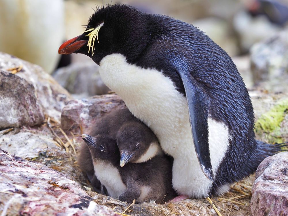 Pingvin és fiókája az Antarktiszon