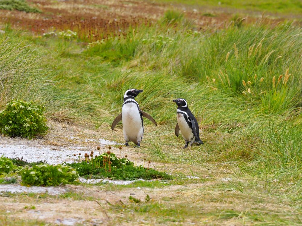 Pingvinek a Falkland-szigeteken