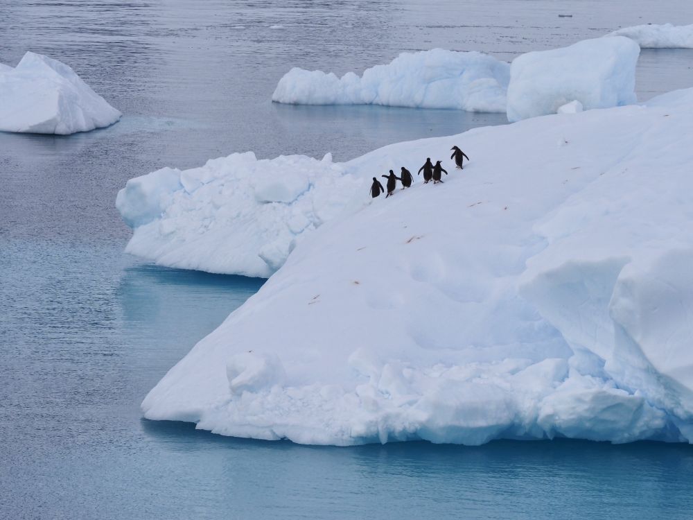 Jéghegy pingvinekkel az Antarktiszon