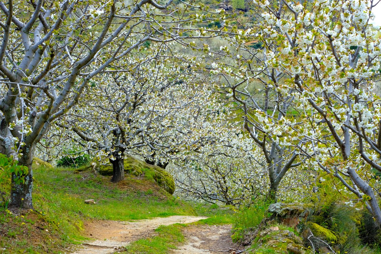 Virágzó cseresznyefák kora tavasszal a Jerte-völgyben