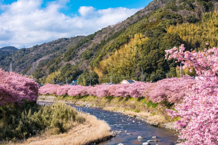 Kawazu cseresznyefák virágzása egy folyó mentén