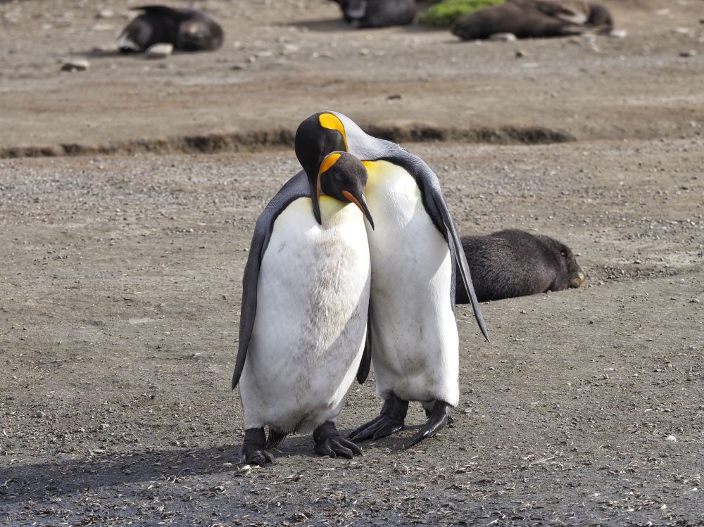 Pingvinek az Antarktiszon