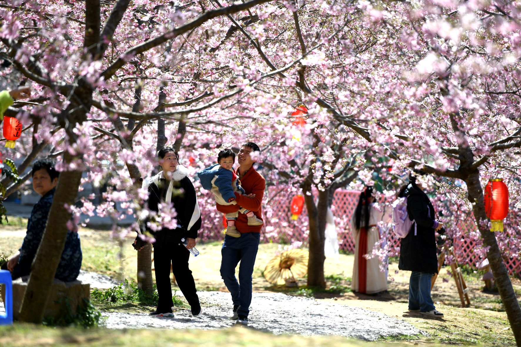 Turisták élvezik a virágzó cseresznyefák látványát Kínában