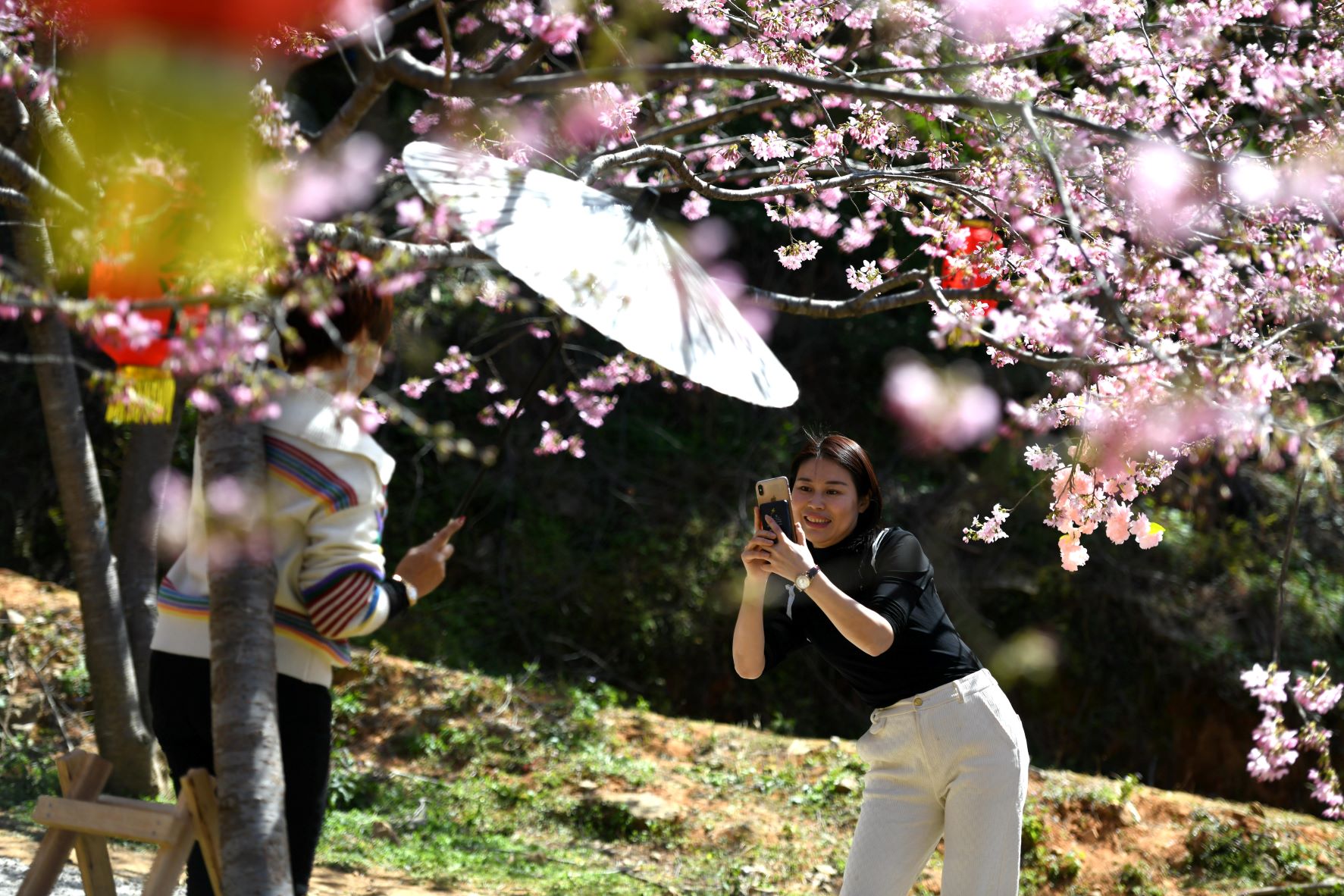 Fotót készítenek a virágzó cseresznyefák alatt