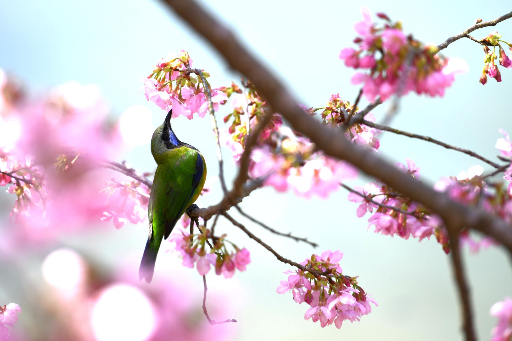 Egy madár ül egy virágzó cseresznyefa ágán
