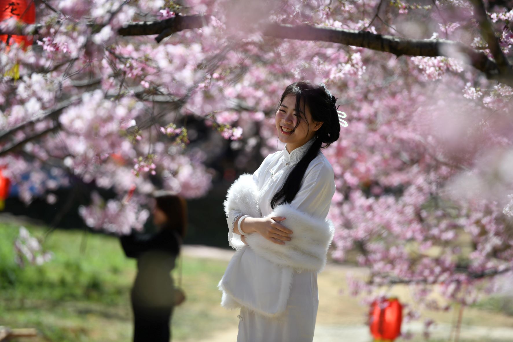 Nő pózol a virágzó cseresznyefák alatt a Longtaishan Parkban, Fuzhou városában, Kína Fujian tartományában.