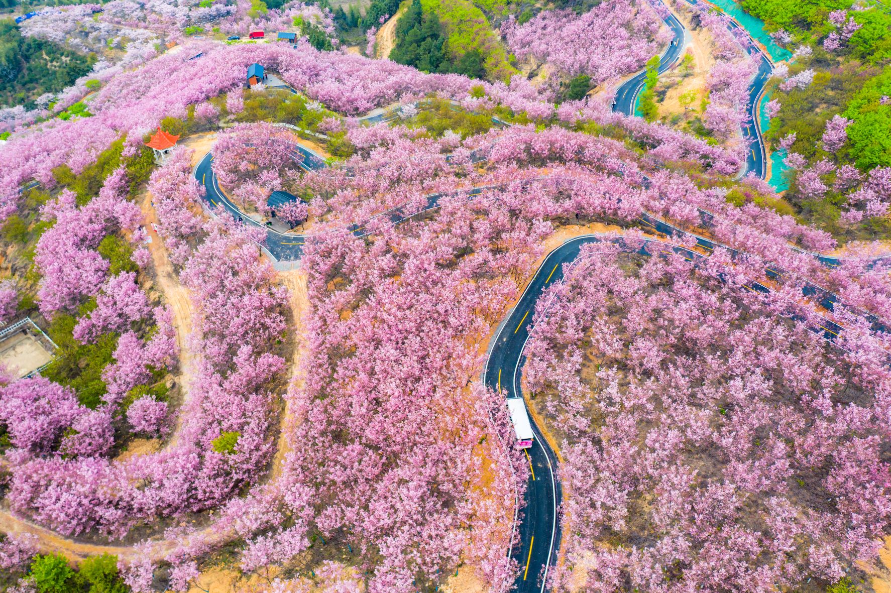 Légifelvétel a virágzó cseresznyefákról Kína Fujian tartományában