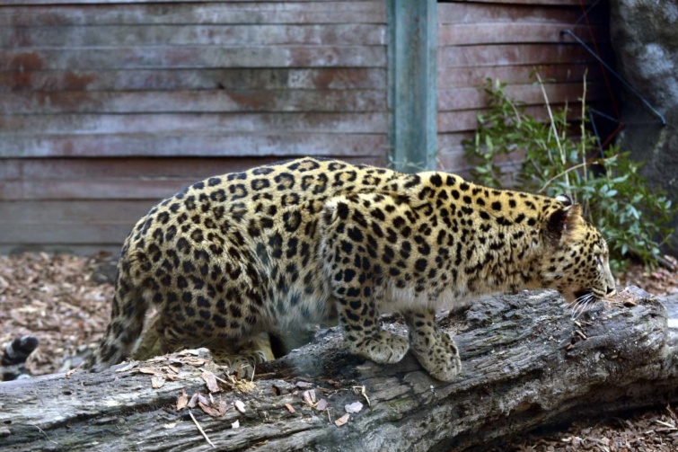 Perzsa leopárd a Fővárosi Állat- és Növénykert megújult kifutójában 2023. január 26-án. 
