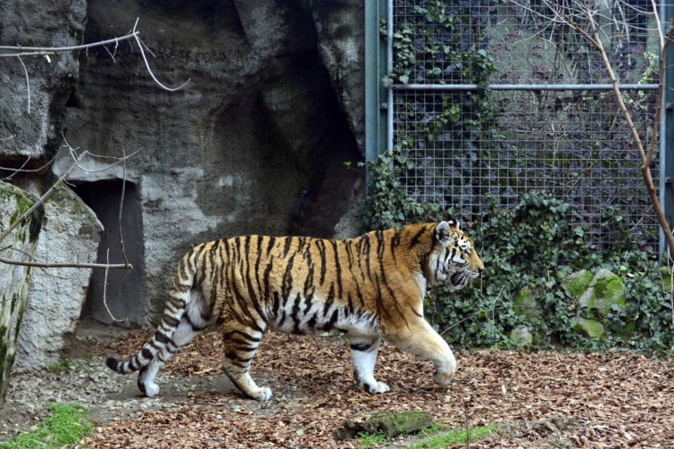 Szibériai tigris a Fővárosi Állat- és Növénykert megújult kifutójában 2023. január 26-án. 