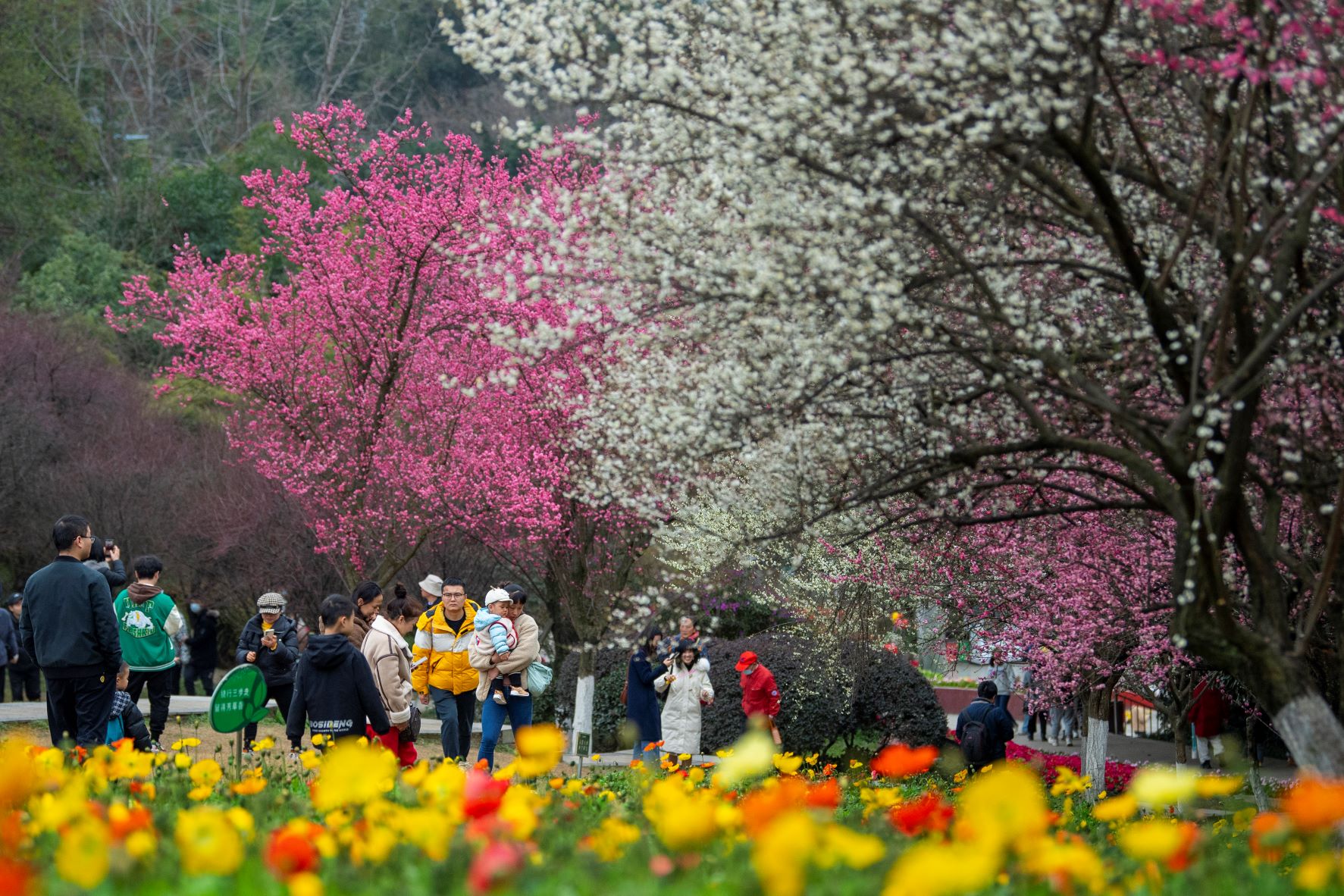 Turisták a virágzó szilvafák között a kínai Wangjiang Parkban