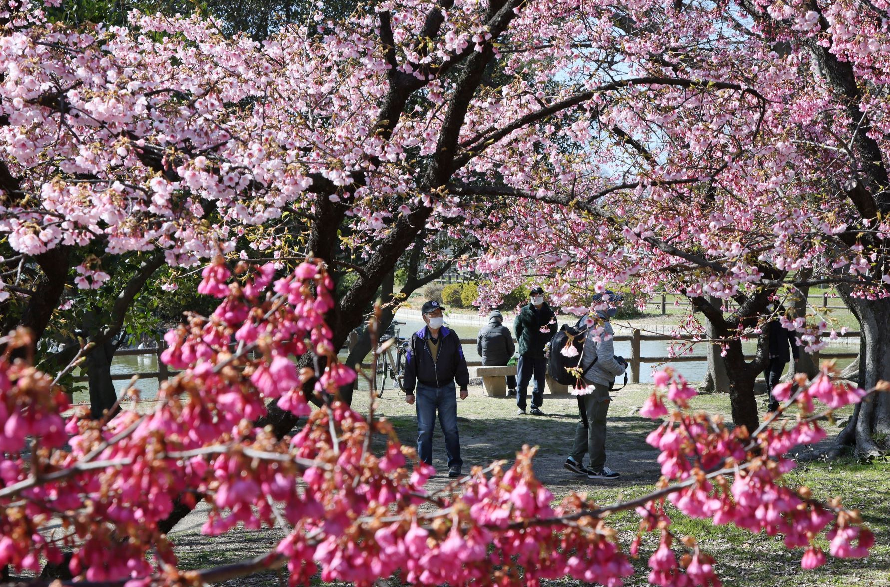 Virágzó cseresznyefák Japánban, Oszaka városában