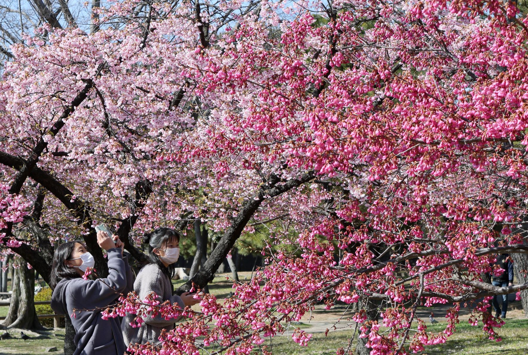 Virágzó cseresznyefák Japánban, Oszaka városában