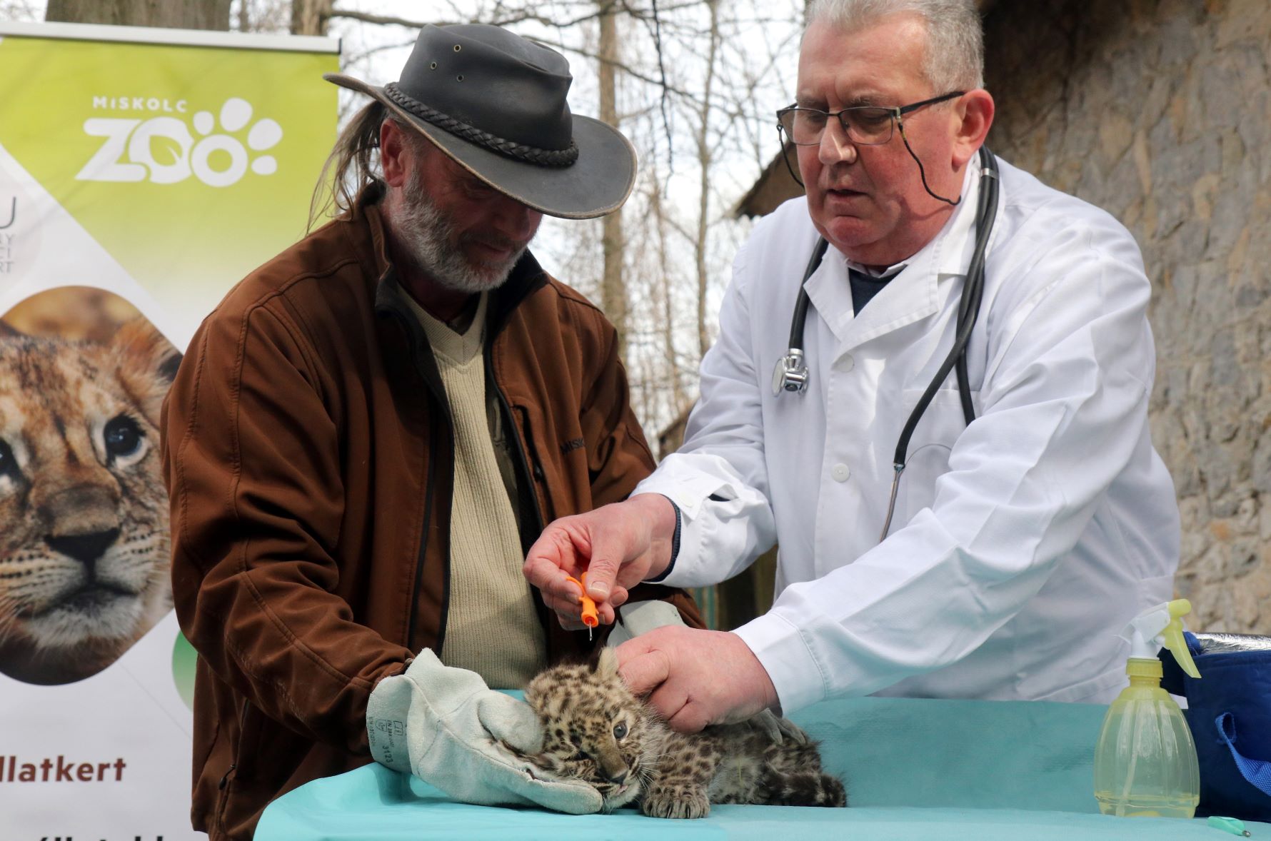 A Miskolci Állatkert hím perzsaleopárd-kölyke első orvosi vizsgálatán.
