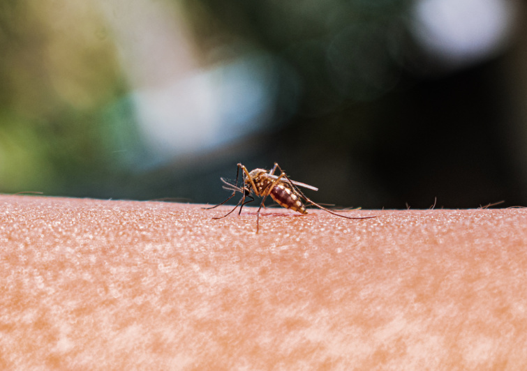 Malária, melyet a szúnyogok terjesztenek